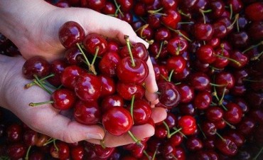 Cereza: Buen precio en el exterior, y bajo en el mercado interno