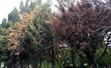 Reapareci&oacute; una plaga que amenaza el arbolado urbano