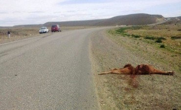 Piden extremar precauci&oacute;n por guanacos en ruta