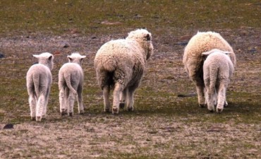 Califican como dram&aacute;tica la situaci&oacute;n ganadera en Santa Cruz
