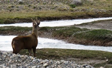 El Chalt&eacute;n. Son m&aacute;s frecuentes los avistajes de huemules 