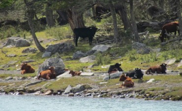 Comienza la extracci&oacute;n del ganado bagual del PN Los Glaciares