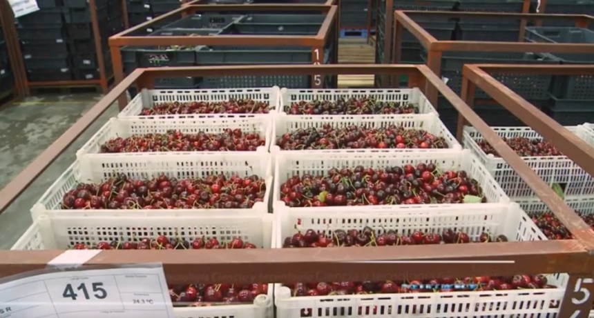 Cereza. Los Antiguos prioriza vender a viejos clientes antes que a China 