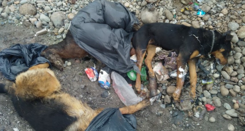 Envenenaron perros en Tres Lagos
