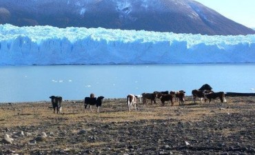 Eliminar&aacute;n ganado bagual del PN Los Glaciares