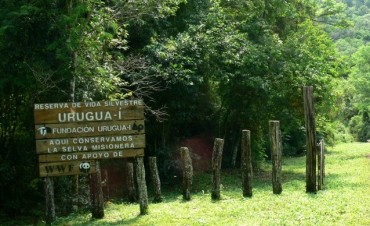 El Calafate salv&oacute; 1170 m2 de selva misionera