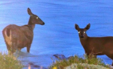 La huemul monitoreada por radio collar fue &ldquo;mam&aacute;&rdquo;