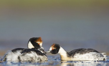 El Mac&aacute; Tobiano y Toyota desde El Calafate