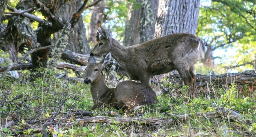 Nuevo registro de huemules en el Parque Nacional 