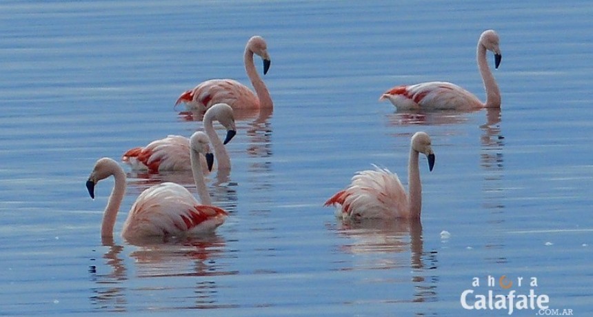 Convocan a colaborar con el Censo de Aves