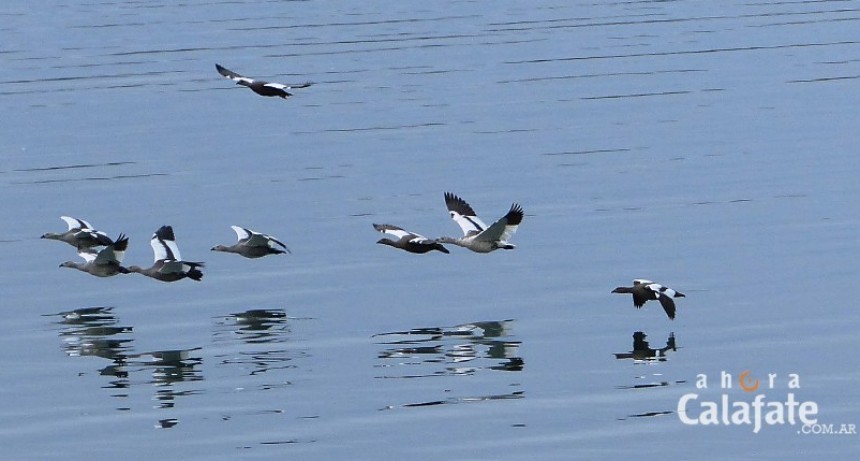 Record de aves en el humedal de El Calafate