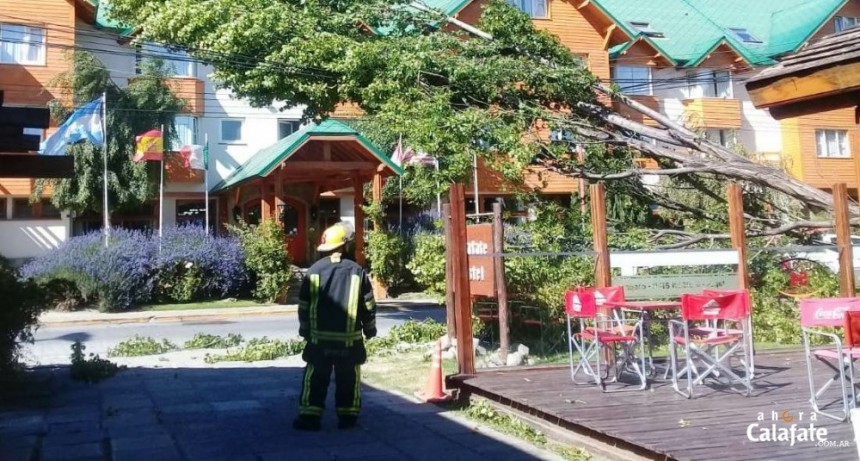 Ca&iacute;da de un &aacute;rbol dej&oacute; sin luz a varios sectores