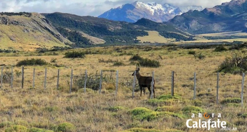VIDEO. Ya se ven huemules al Este de El Chalt&eacute;n
