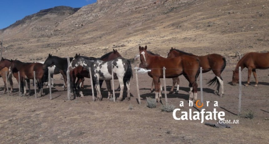 Polic&iacute;a advierte sobre controles y secuestros de animales