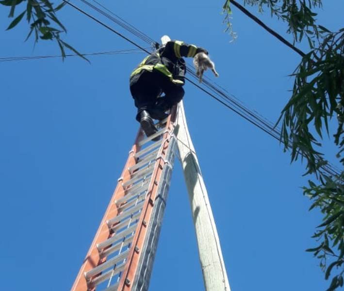 Bomberos rescataron a un gato