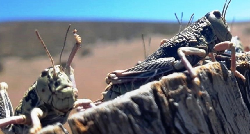 Una plaga pone en Emergencia a la Patagonia