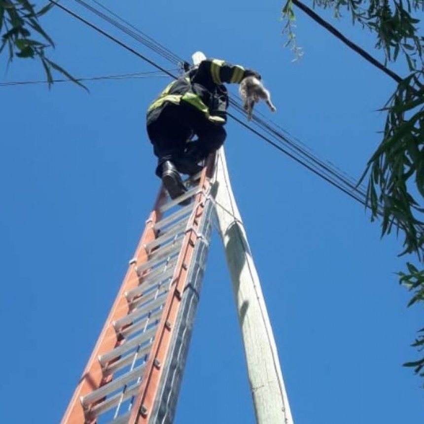 Bomberos rescataron a un gato