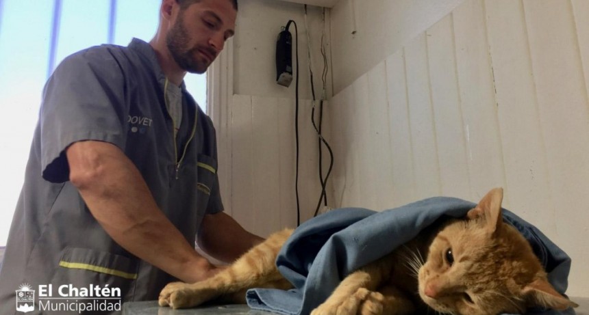 El Chalt&eacute;n. Se realiz&oacute; una nueva jornada de esterilizaci&oacute;n