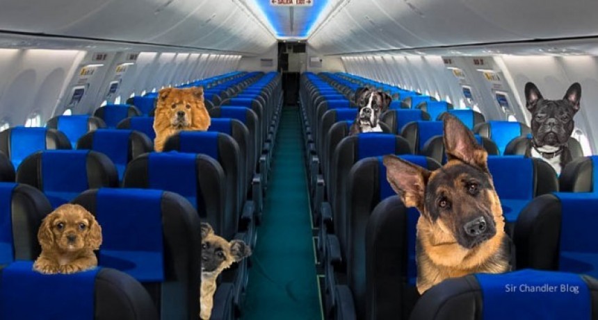 Aerol&iacute;neas Argentinas ahora permite perros acompa&ntilde;antes