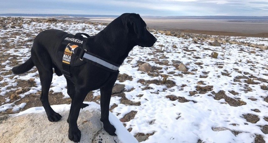 Un perro rastreador se suma al programa de control de Vis&oacute;n