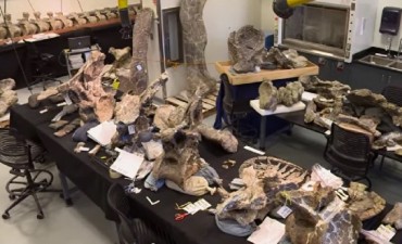 Regresa a Santa Cruz un dinosaurio mundialmente famoso