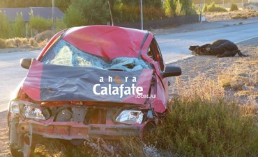 Se ve&iacute;a venir. Grave choque entre un auto y un caballo suelto.
