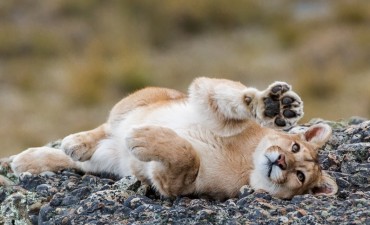 Se busca cerca de El Calafate a la Puma &ldquo;m&aacute;s famosa del mundo&rdquo; 
