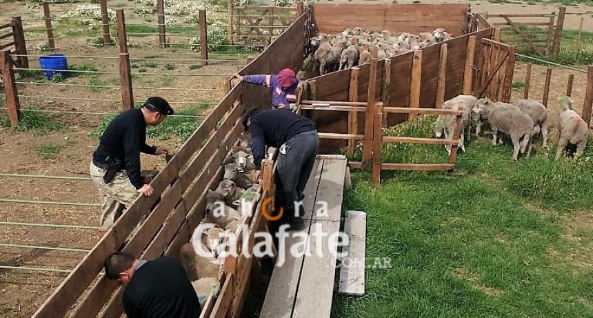 Secuestran animales que iban desde El Calafate a frigor&iacute;fico