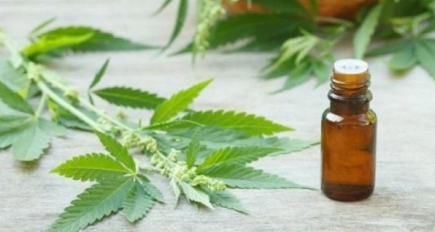 Gobierno reglament&oacute; la producci&oacute;n de aceites de cannabis