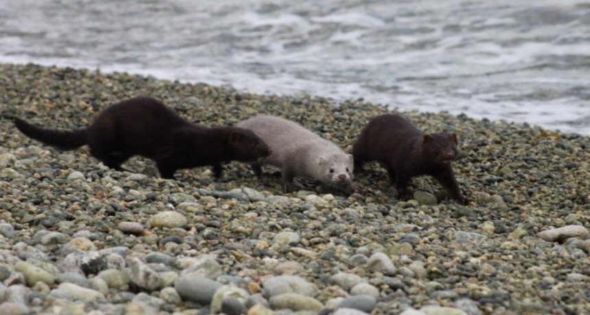 El Chalt&eacute;n. Plan para combatir  a un voraz predador que amenaza la fauna aut&oacute;ctona