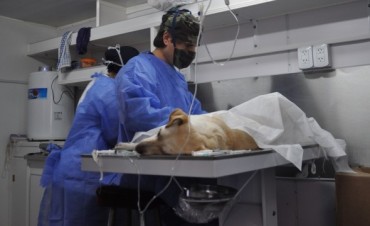 Preparan actividades por el D&iacute;a del Animal