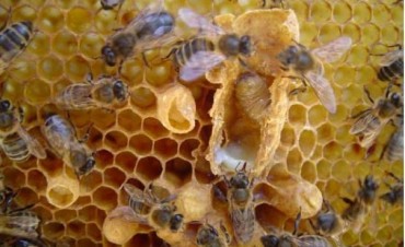 Curso Inicial de Apicultura