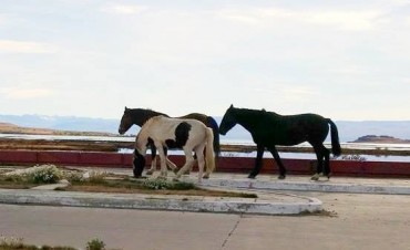 Polic&iacute;a se har&aacute; cargo del secuestro de caballos sueltos