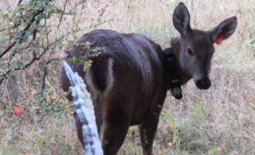 A trav&eacute;s de un radio collar estudiar&aacute;n a huemules 