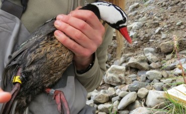 Estudian al Pato de los Torrentes en el Parque Nacional Los Glaciares