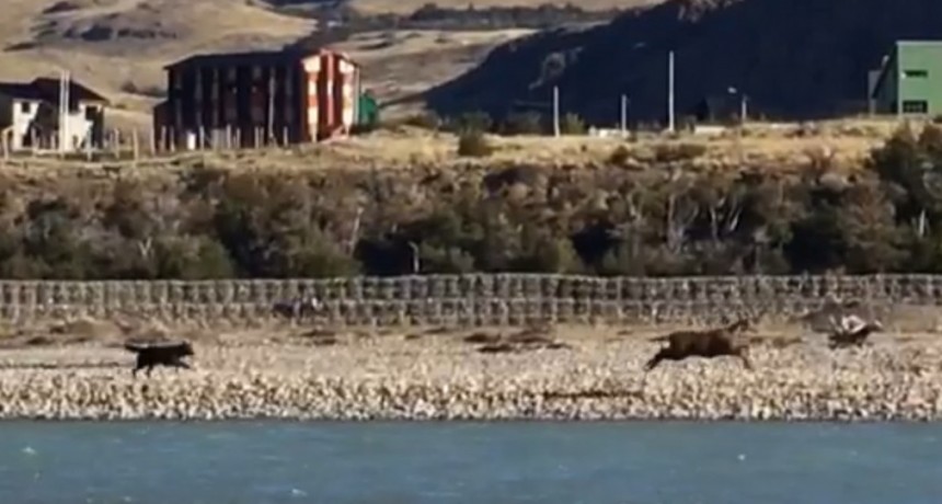 Video: Perro queriendo atrapar un Huemul en El Chalt&eacute;n