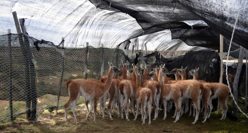 En un mes comienza la caza comercial de 6 mil guanacos
