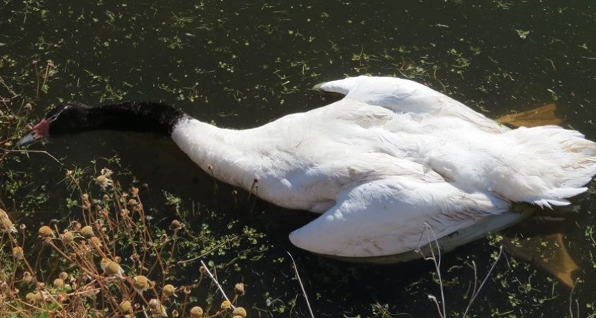 Informan sobre la mortandad de 60 cisnes