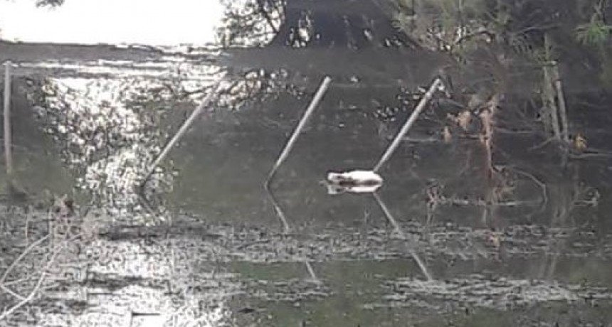 Mortandad de cisnes tendr&iacute;a origen en una bacteria