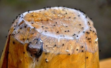Alertan sobre aparici&oacute;n de ara&ntilde;as en juegos de plaza