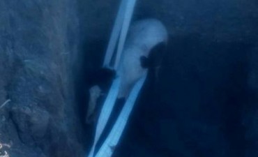 Rescatan un potro ca&iacute;do en un pozo