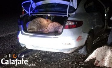 Julia Dufour. Llevaban 12 borregos en un auto.