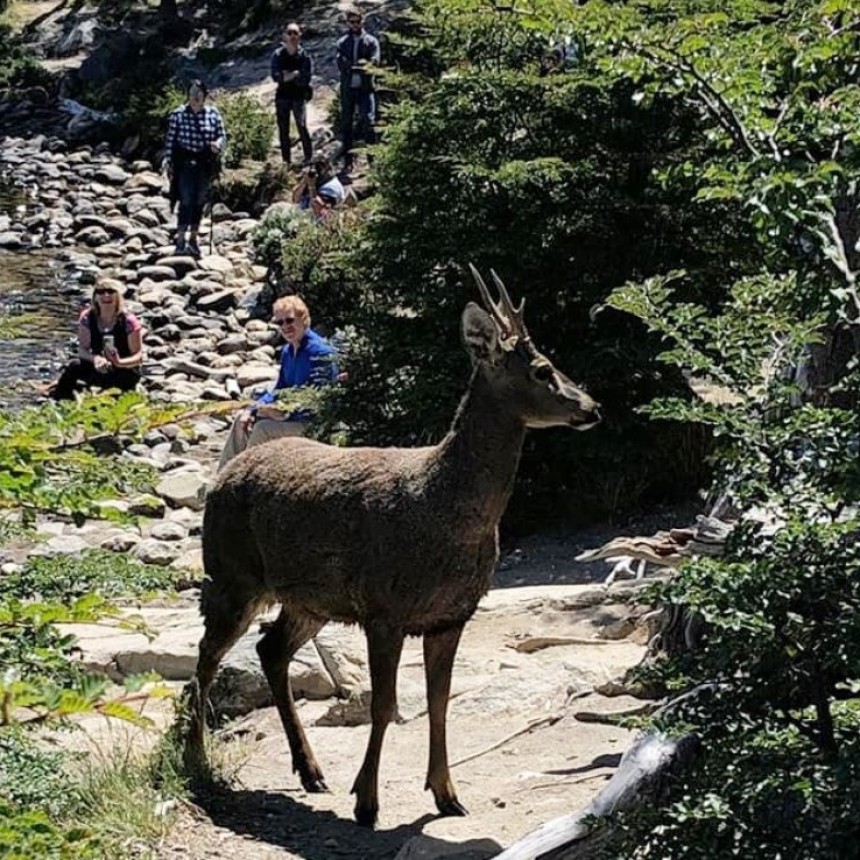 El Chalt&eacute;n. Dos avistajes de huemules por d&iacute;a en lo que va de 2019