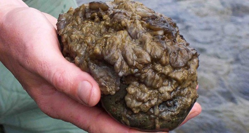 La Didymo lleg&oacute; al r&iacute;o Santa Cruz