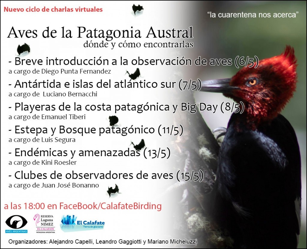 HOY. Comienza un ciclo de charlas on-line sobre Aves de la Patagonia Austral