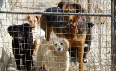 Refugio: A siete meses del convenio no se concret&oacute; la mudanza de perros