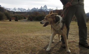 El Chalt&eacute;n: Cada vez m&aacute;s  infracciones por mascotas en el Parque Nacional