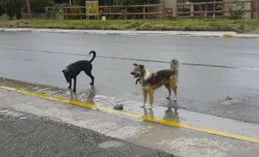Envenenamiento de perros en El Chalt&eacute;n