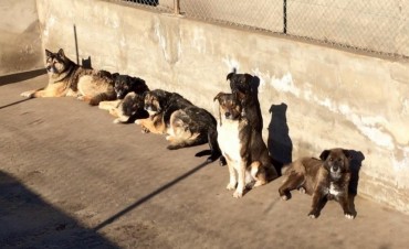TAMA no recibir&aacute; m&aacute;s perros en el refugio 