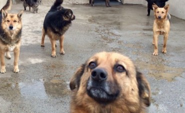 &iquest;Qui&eacute;n se har&aacute; cargo de los perros?